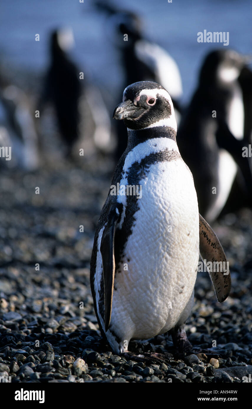 Pingouin Magellanique Sur Isla Magdalena, Patagonia Punta Arenas, Chili Banque D'Images