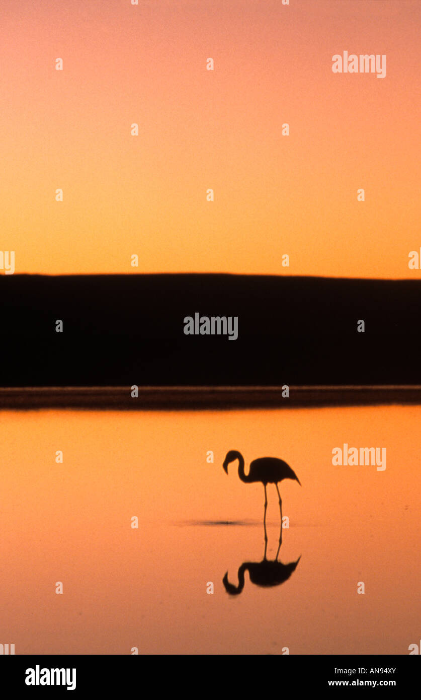 Flamingo pataugeant au coucher du soleil désert d'Atacama au Chili Banque D'Images