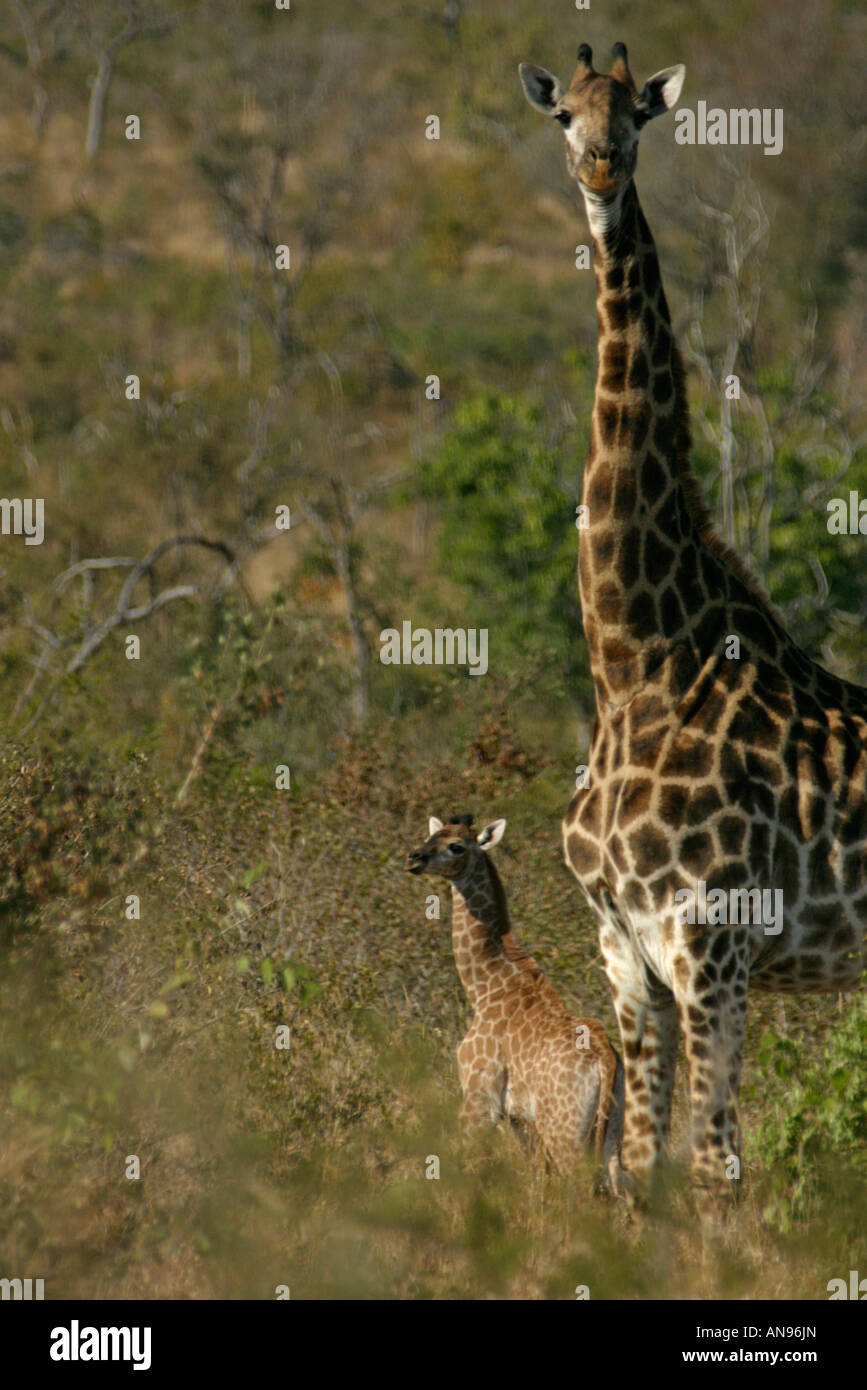 Jeunes et adultes girafe debout à côté de l'autre soulignant la différence dans leur hauteur Banque D'Images