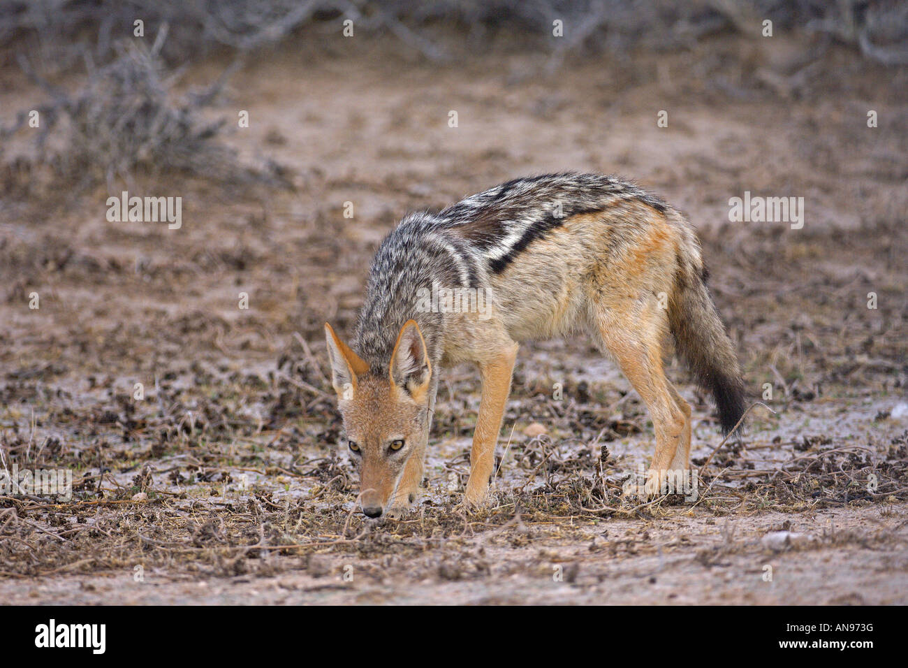 Chacal noir soutenu Canus mesomelas sur le vagabondage d'Etosha Namibie Novembre Banque D'Images