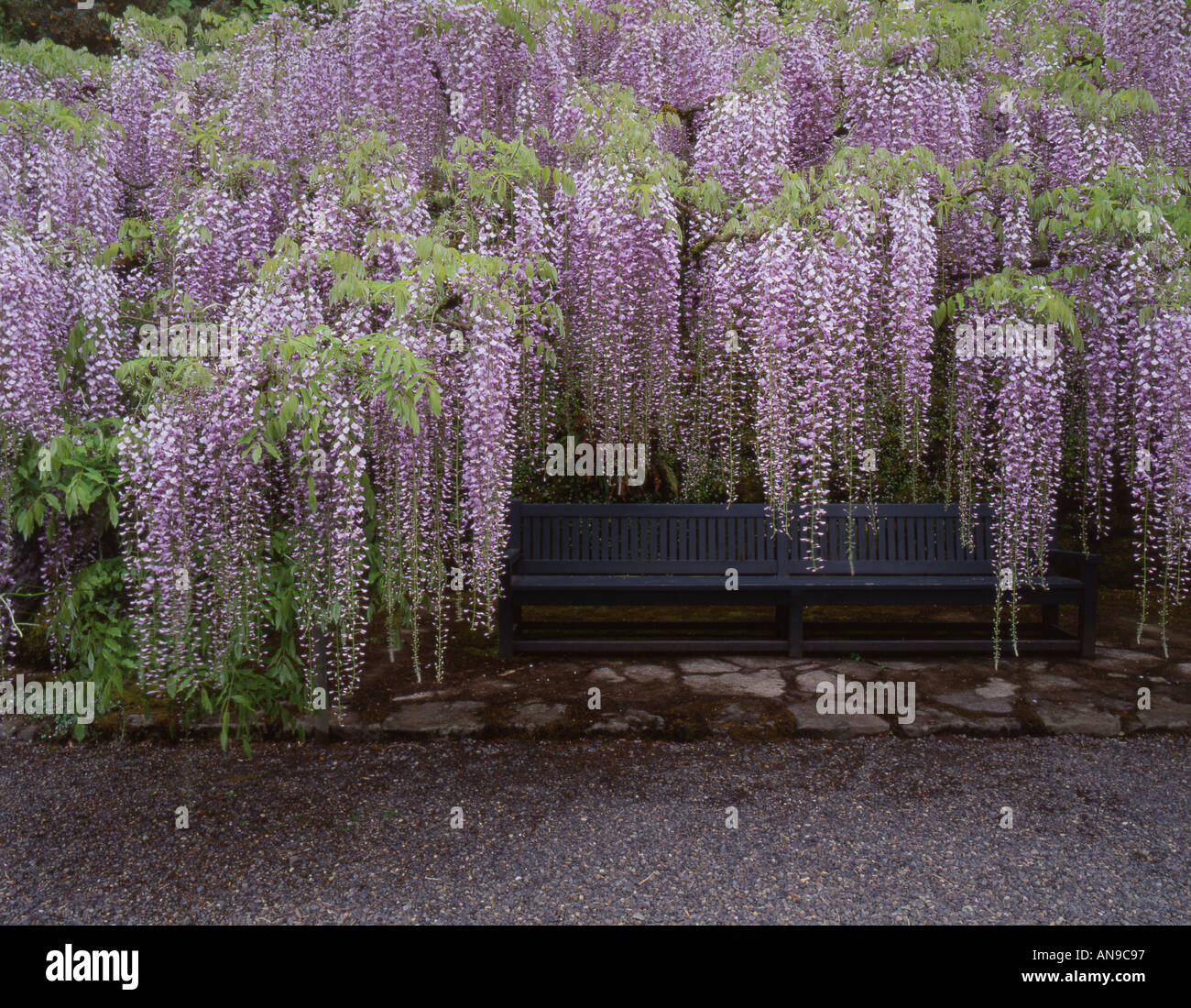 Portland s'Évêque Fermer Jardin glycine fleurit sur banc Banque D'Images