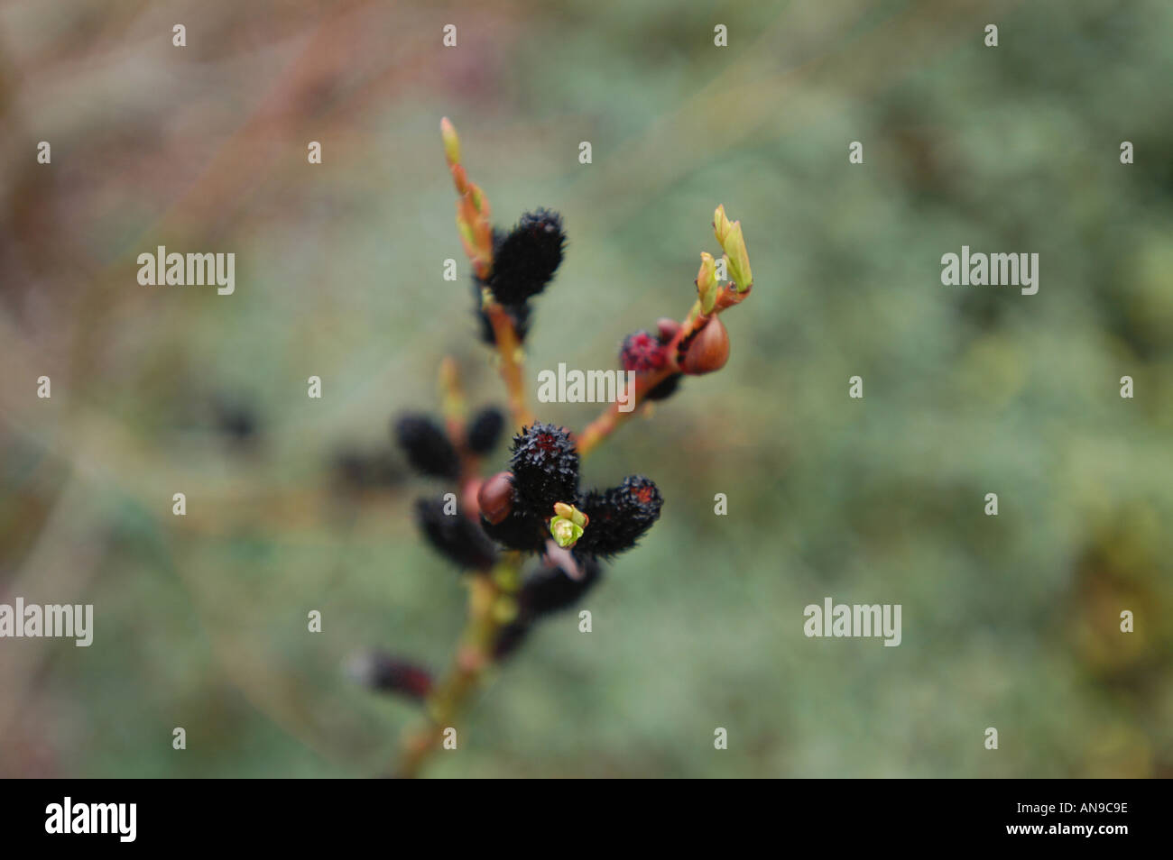 Salix Gracilistyla Melanostachys Banque D'Images