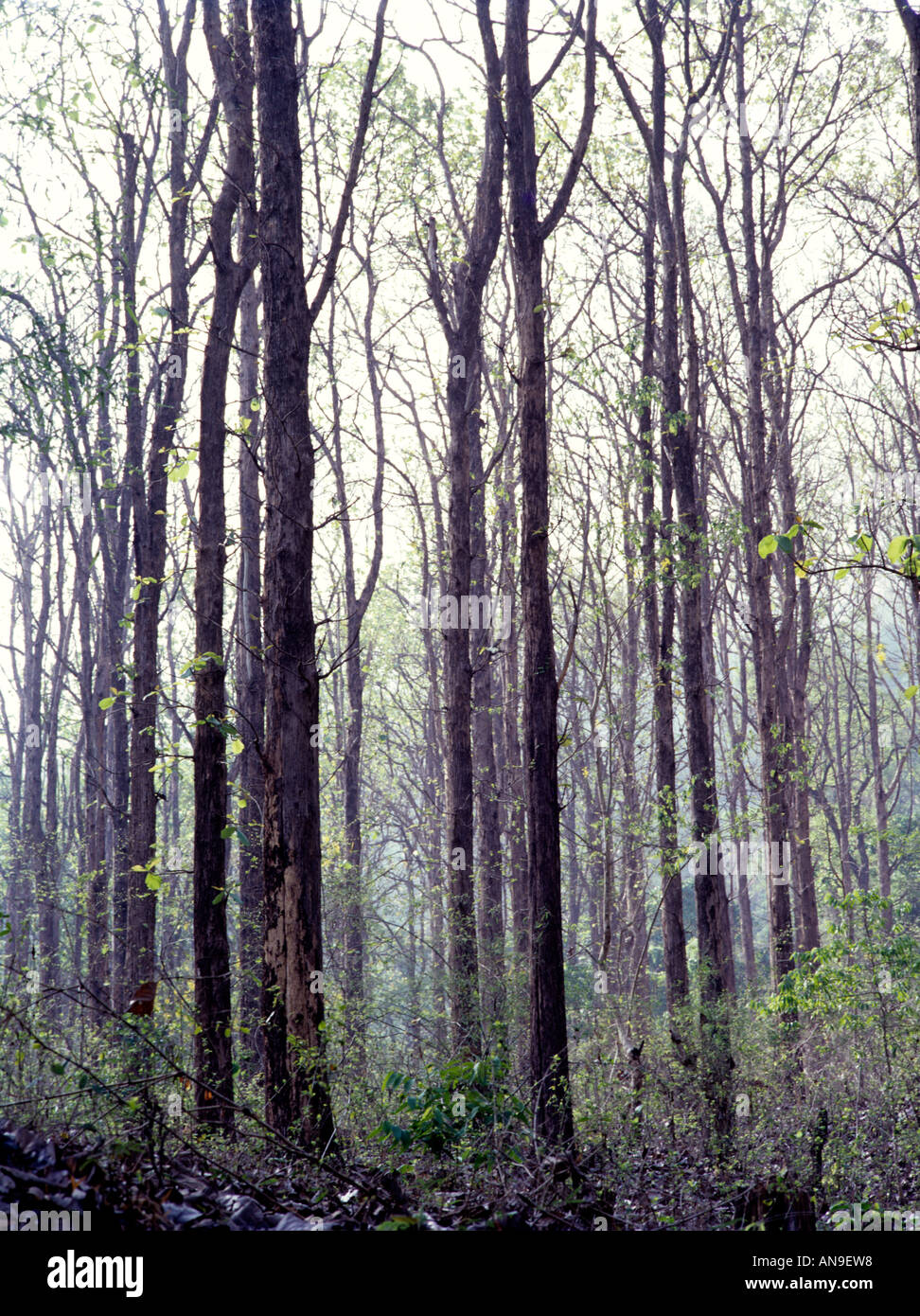 Forêt feuillue DE NAGARHOLE KARNATAKA Banque D'Images