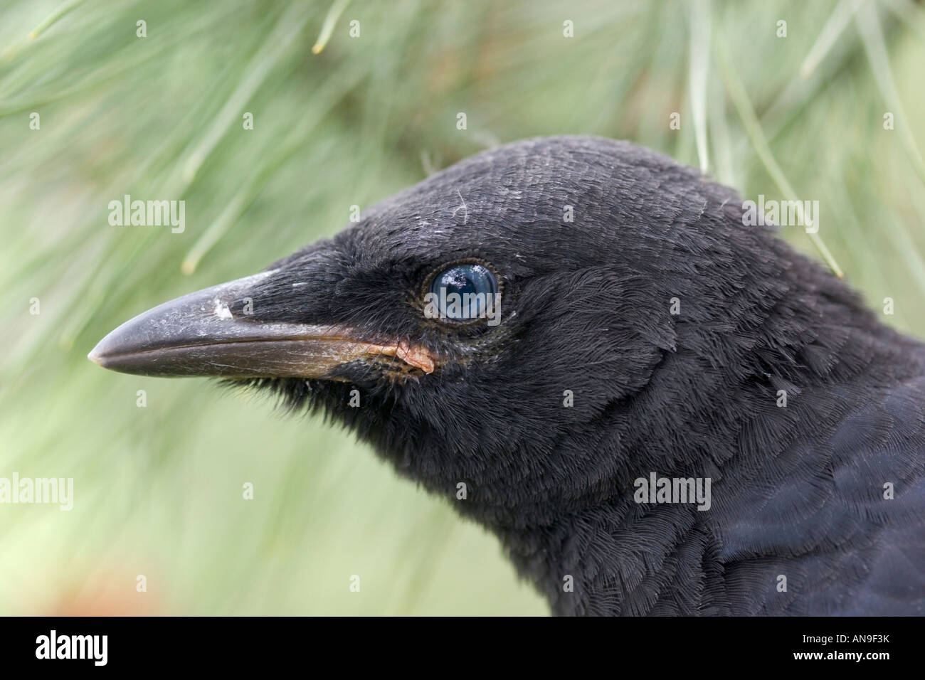 Oiseau noir corbeau Banque D'Images