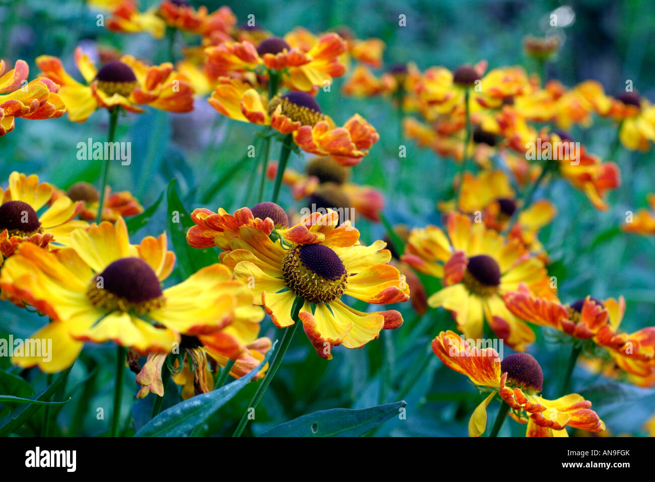 HELENIUM RAUCHTOPAS Banque D'Images