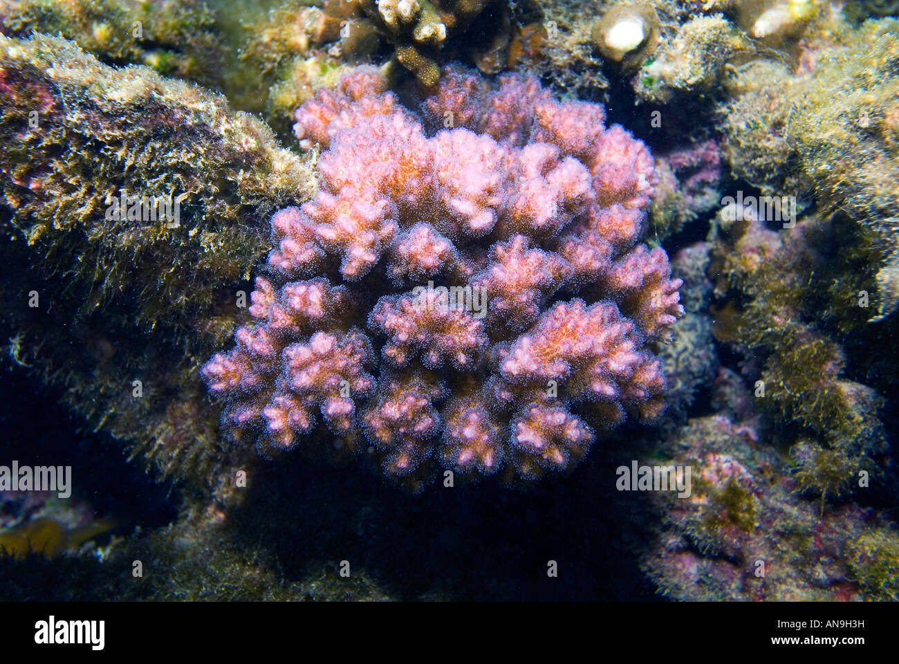 Lila rose rouge corail pocillopora verrucosa framboise lilas riff reef à Sharm el-Sheikh Égypte Ras Mohamed le parc national de NP nationa Banque D'Images
