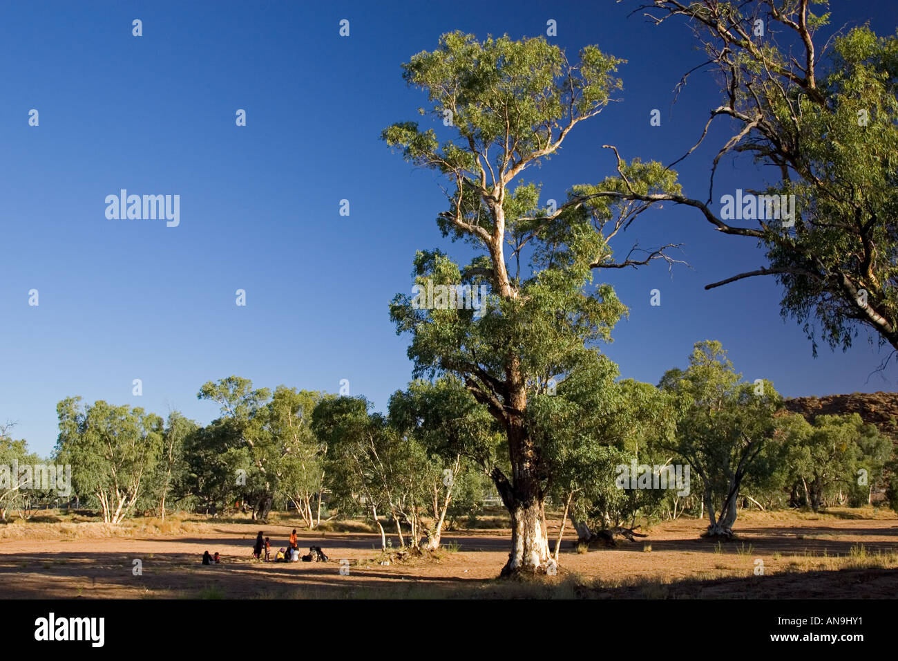 Recueillir des aborigènes sous un eucalyptus dans la séché La rivière Todd Alice Springs Australie Banque D'Images