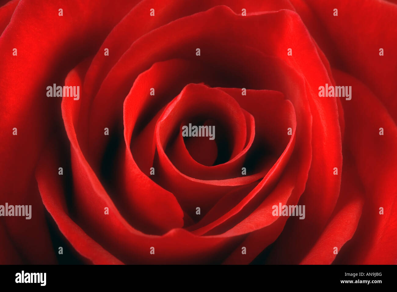 Portrait d'une rose Banque D'Images