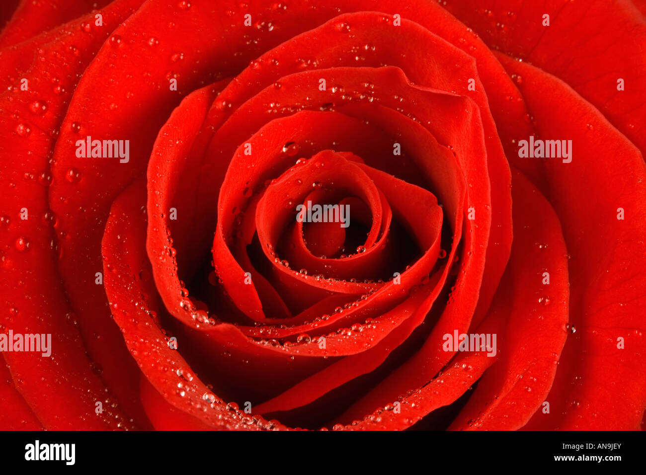 Portrait d'une rose Banque D'Images