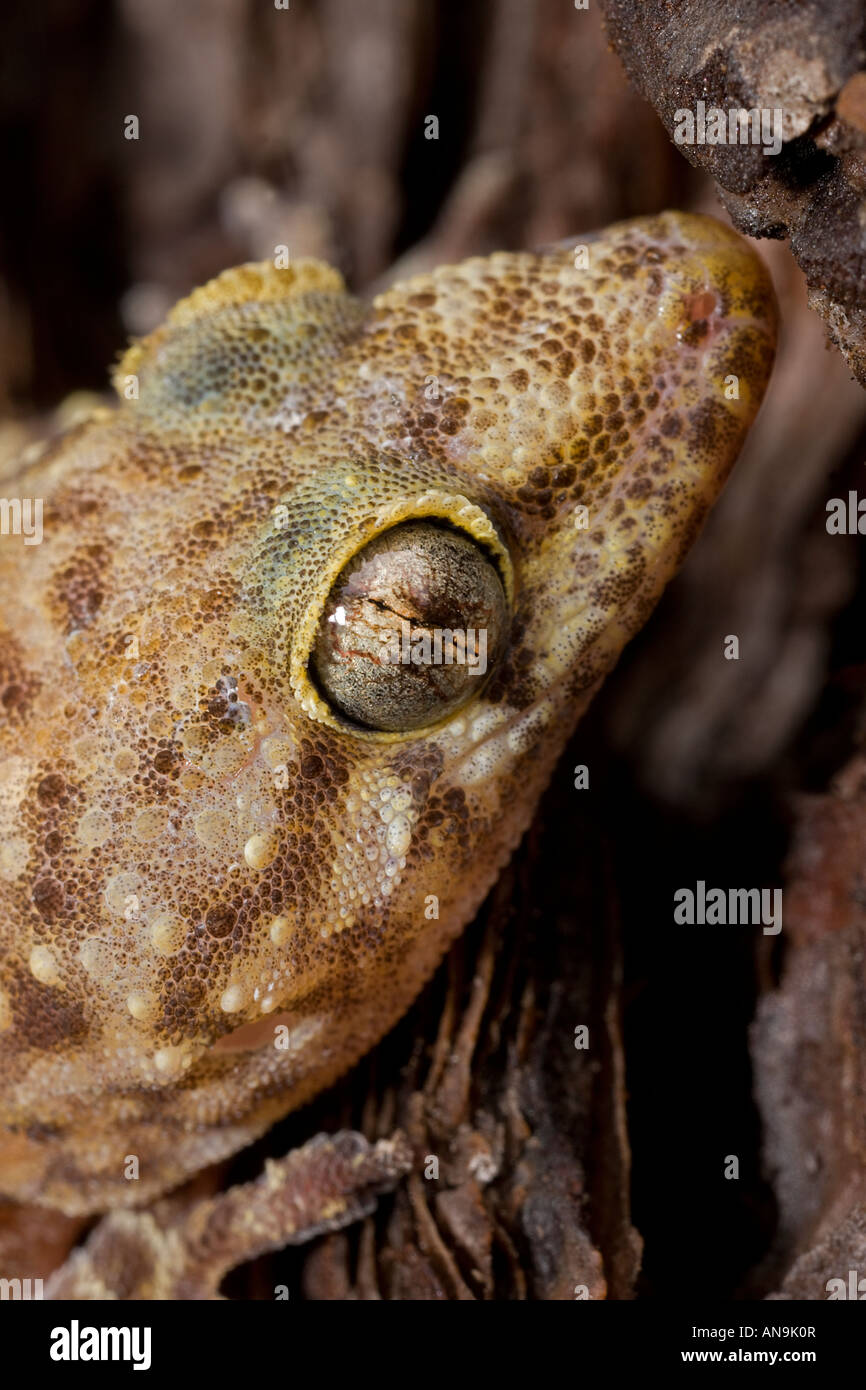 Close-up de Méditerranée (Gecko Hemidactylus turcicus) Banque D'Images