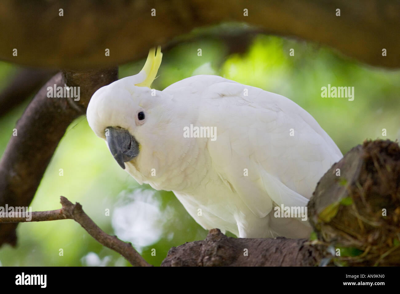 Le cacatoès soufre Australie Banque D'Images