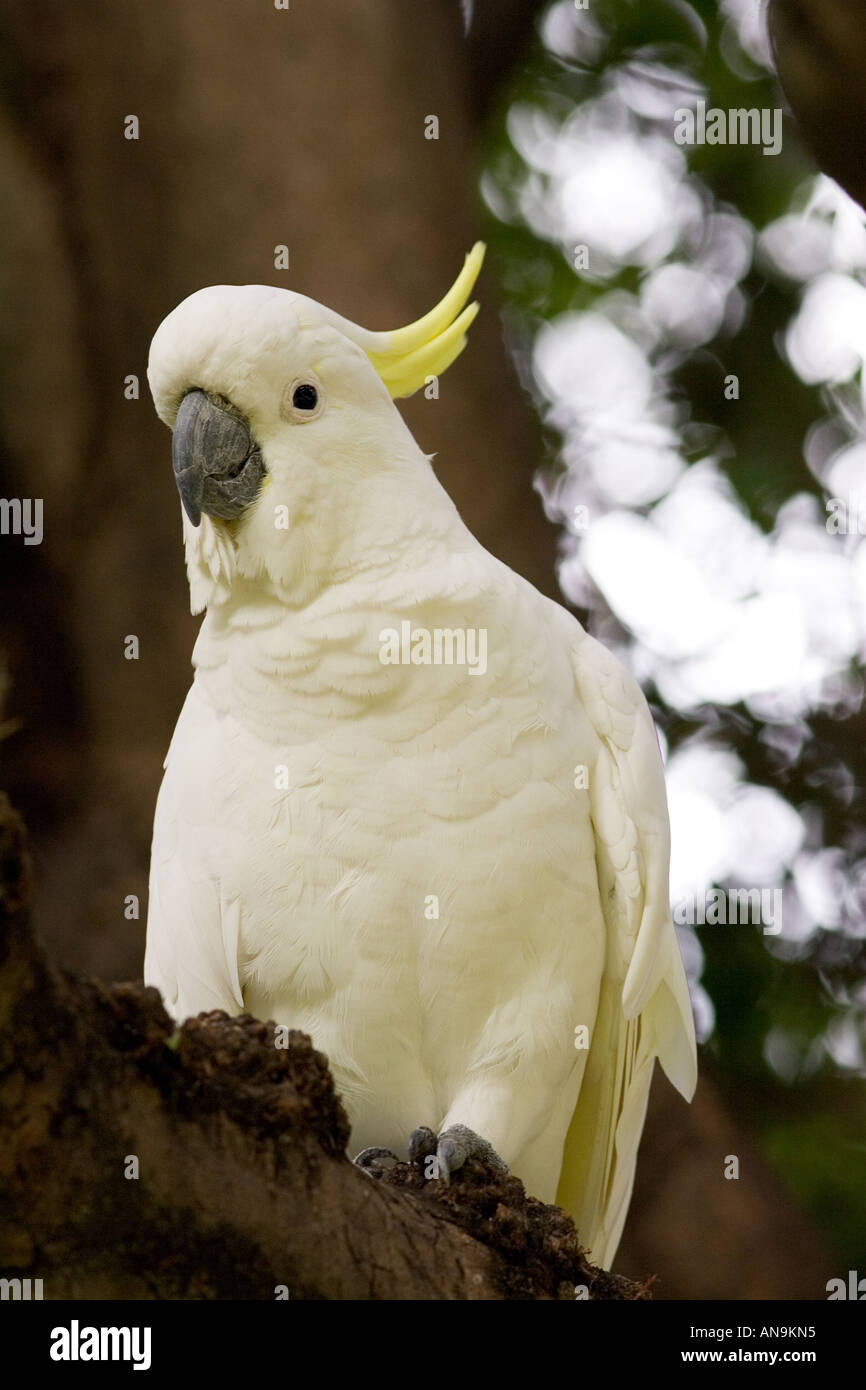Le cacatoès soufre Australie Banque D'Images