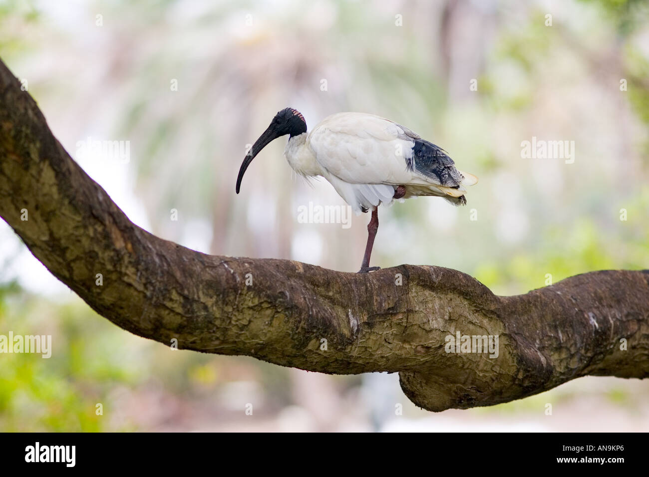 Australian White Ibis Sydney Australie Banque D'Images