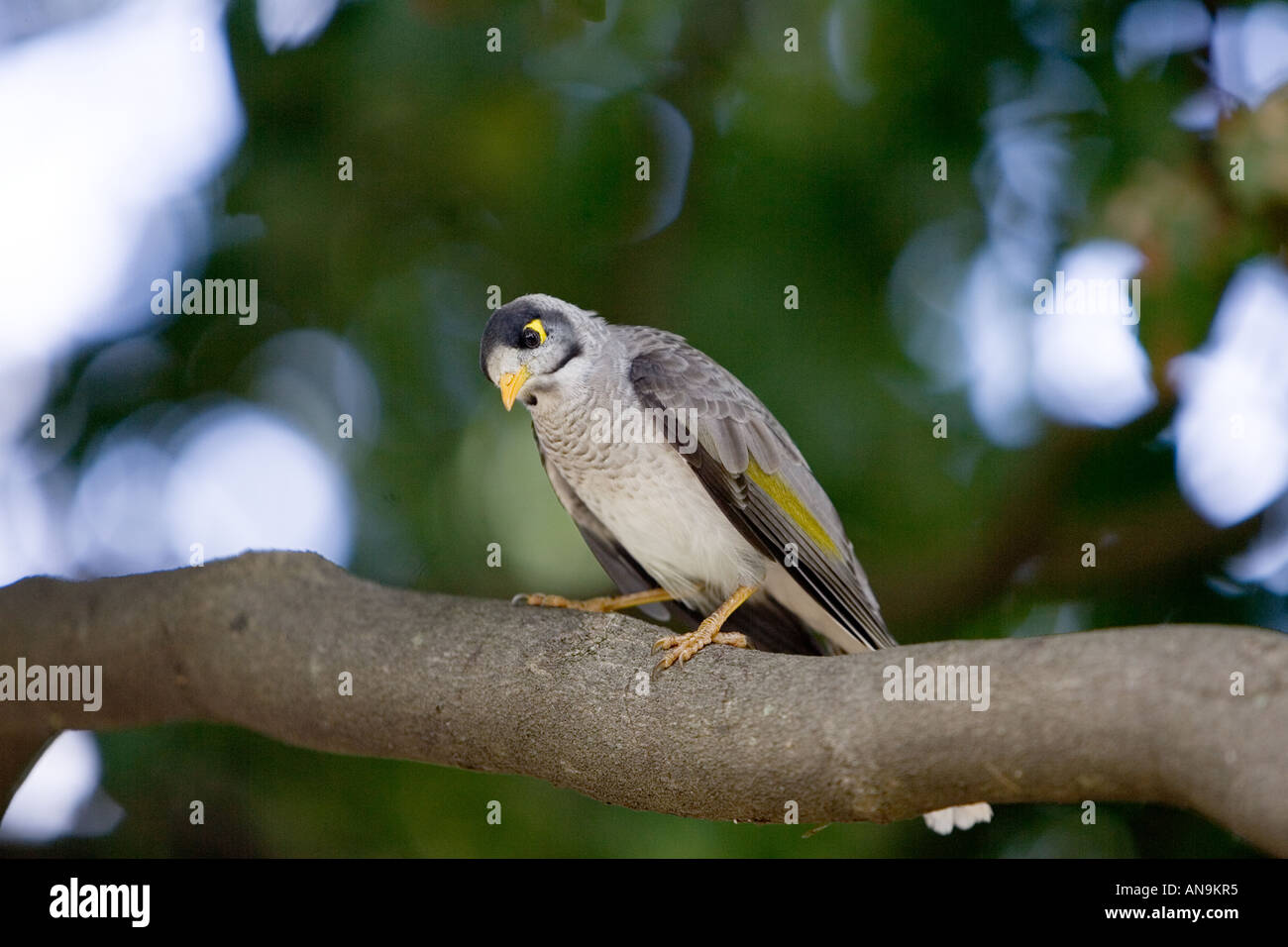Oiseau bruyant Mynah Royal Botanical Gardens Australie Banque D'Images