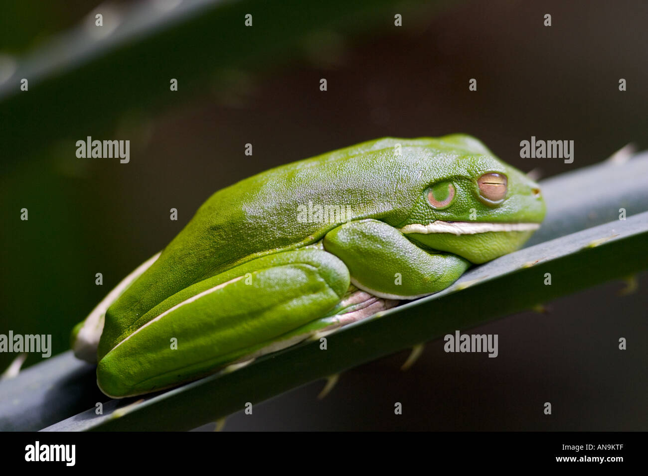 Rainette verte lèvres blanches sur la feuille de palmier Daintree Rainforest Patrimoine Mondial de Queenland Australie Banque D'Images