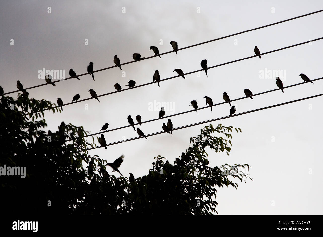 L'étourneau Queensland Australie Grippe aviaire Virus de la grippe aviaire pourrait se propager aux oiseaux sauvages Banque D'Images