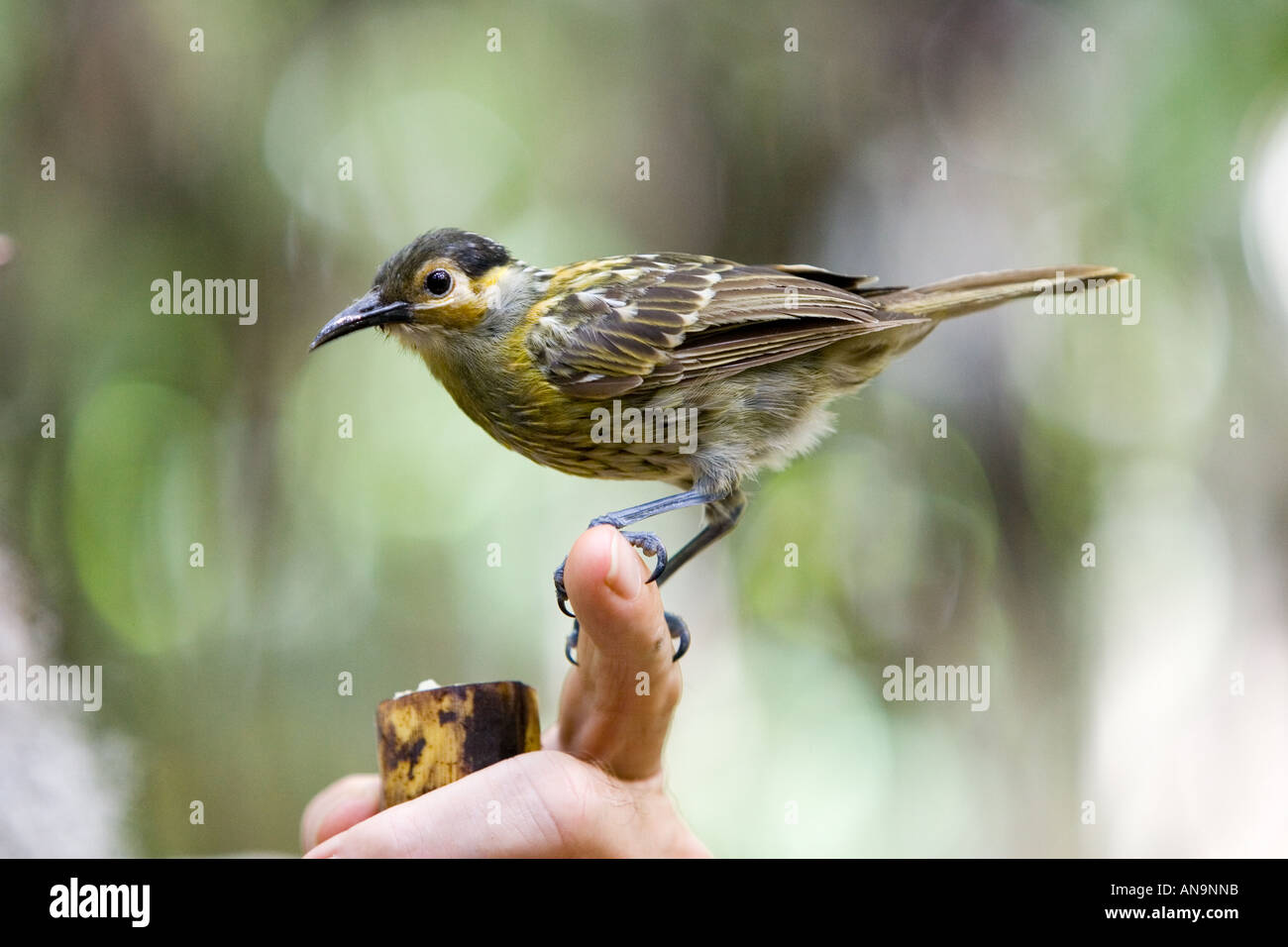 S d'oiseaux Macleay Méliphage perchoirs sur l'homme s doigt tropicale de Daintree Queensland Australie Banque D'Images