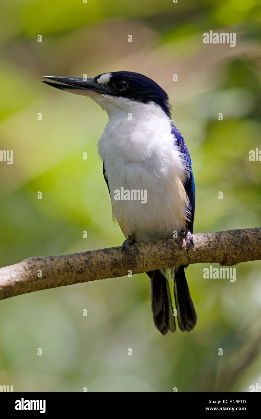 Forest Kingfisher perché sur une branche dans le Nord du Queensland en Australie Banque D'Images