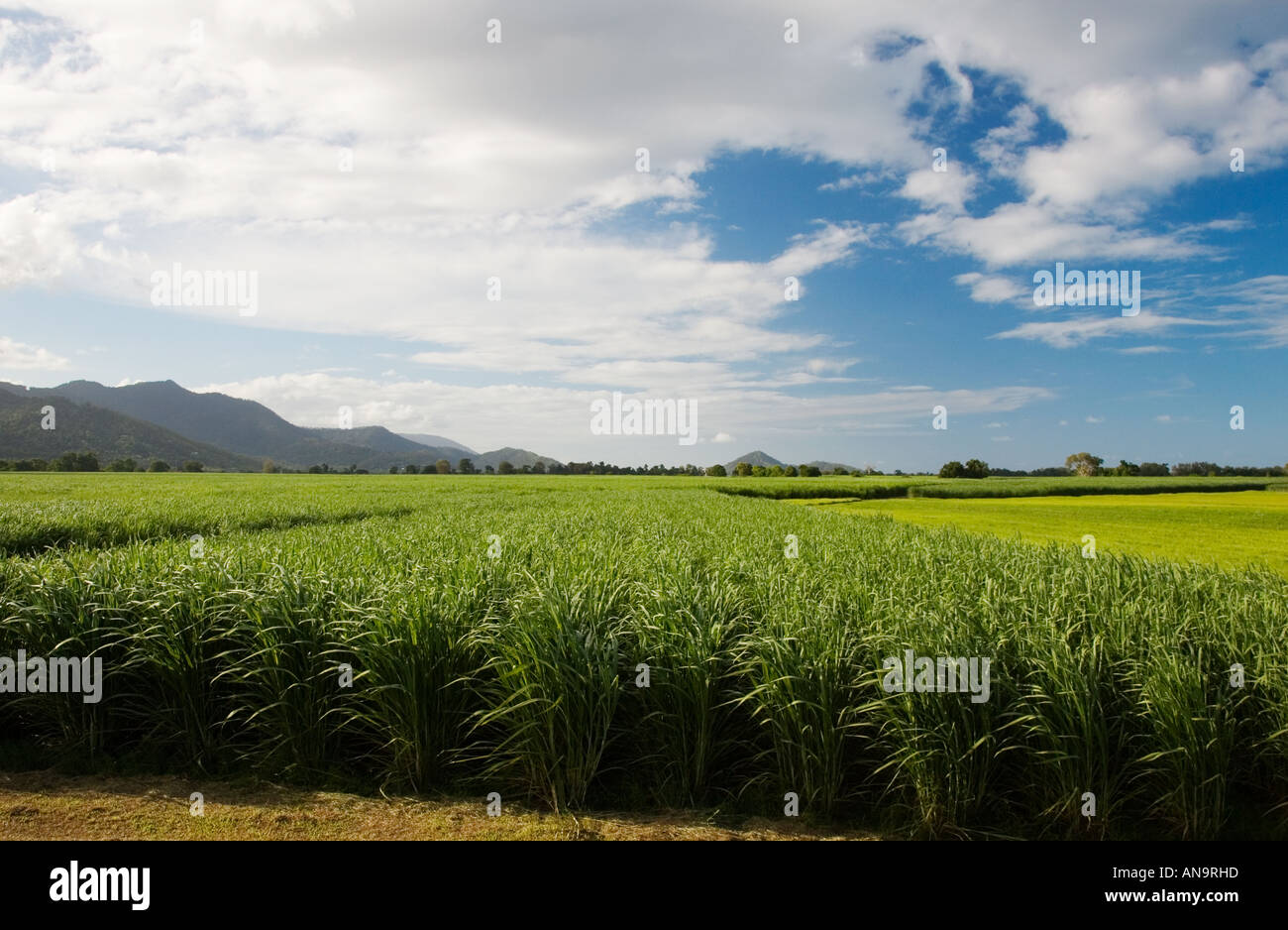 Champ de canne à sucre en Australie Connexion d'eau douce Banque D'Images