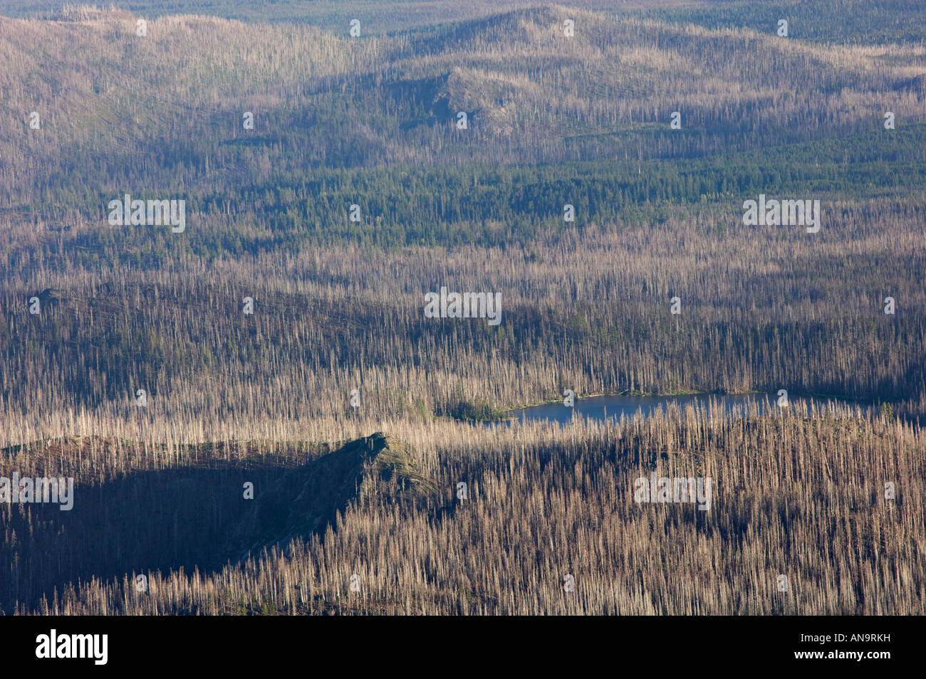 Après des incendies de forêt brûlée Banque D'Images