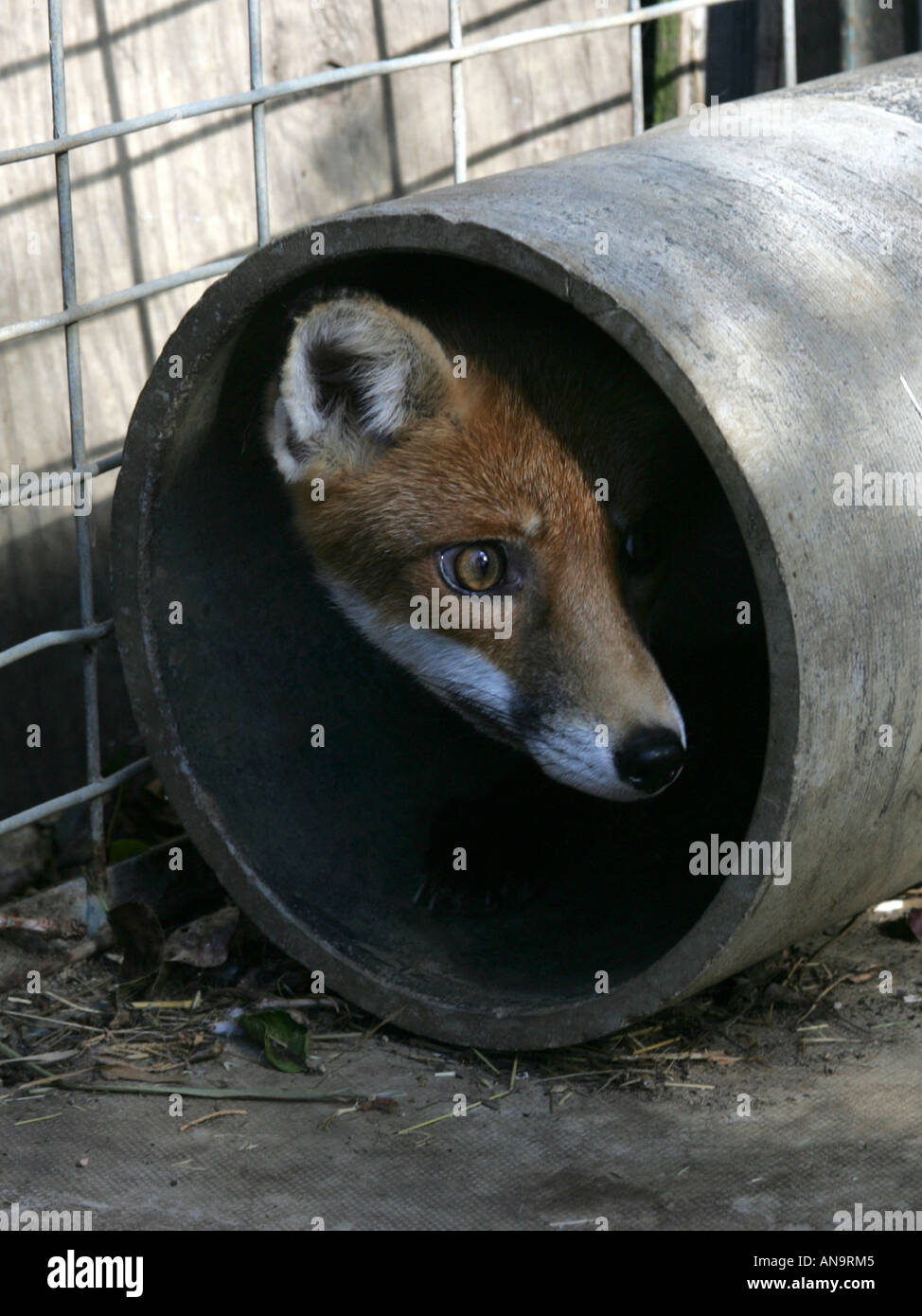 Fox scrutant d'un demi-tuyau caché. Banque D'Images