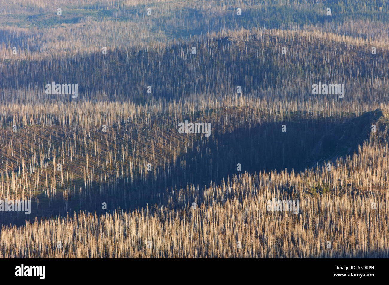 Après des incendies de forêt brûlée Banque D'Images