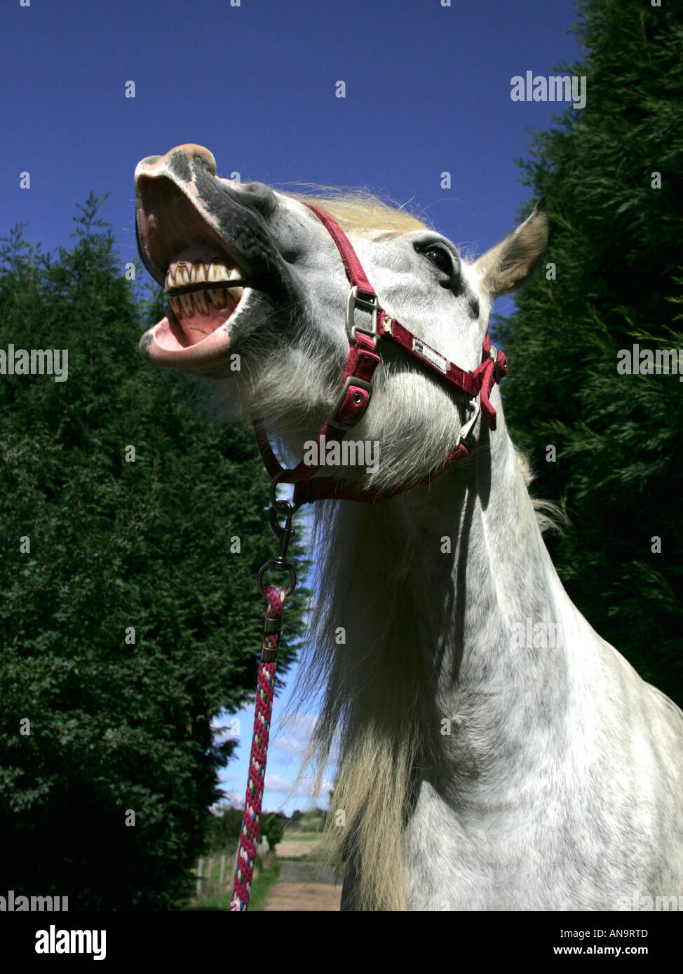 Bouche de chevaux droite Banque de photographies et d’images à haute ...