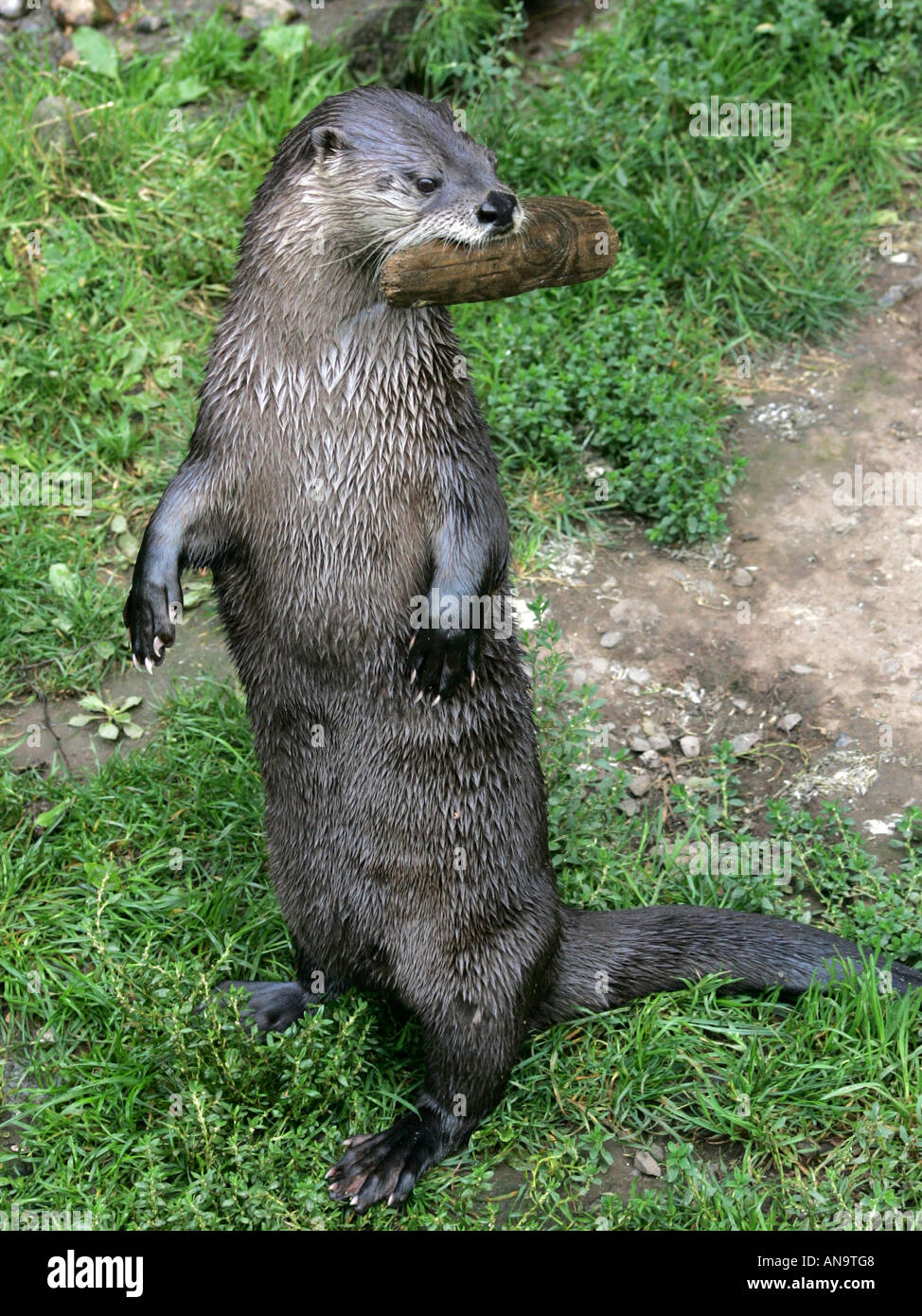 Otter debout sur deux pieds tenant un morceau de bois dans sa bouche. Banque D'Images