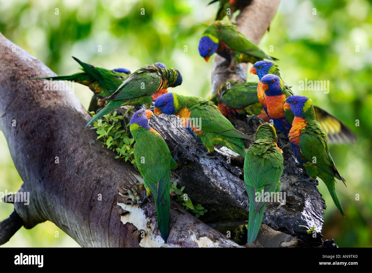 Rainbow loriquets verts perché sur une branche dans le Queensland en Australie Banque D'Images