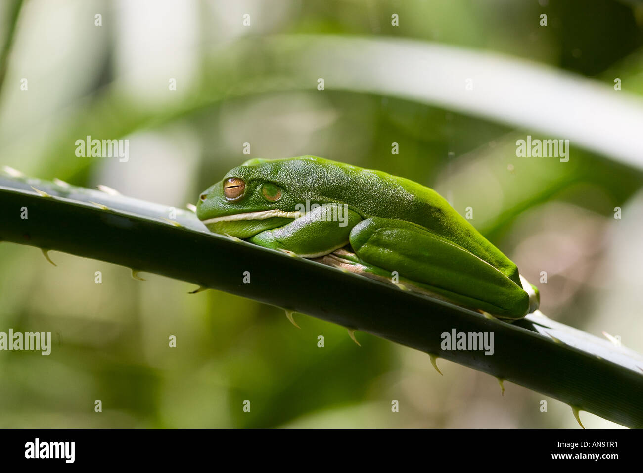 Rainette verte lèvres blanches sur la feuille de palmier dans la forêt tropicale de Daintree Queenland Australie Banque D'Images