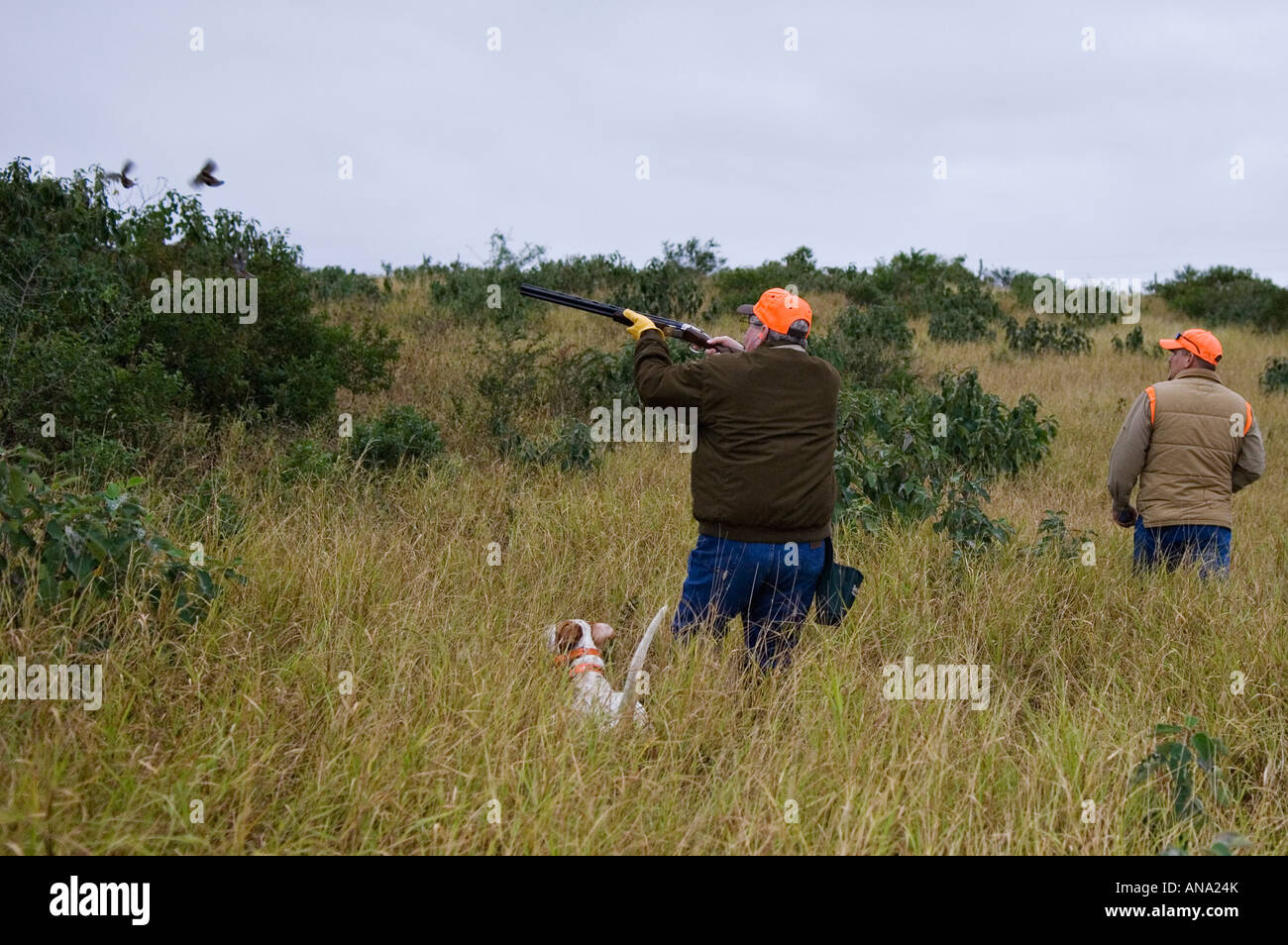Chasseur d'oiseaux des hautes terres de chasse tir Colins derrière Pointer Anglais sur Punto Rancho Caracol Mexique Banque D'Images