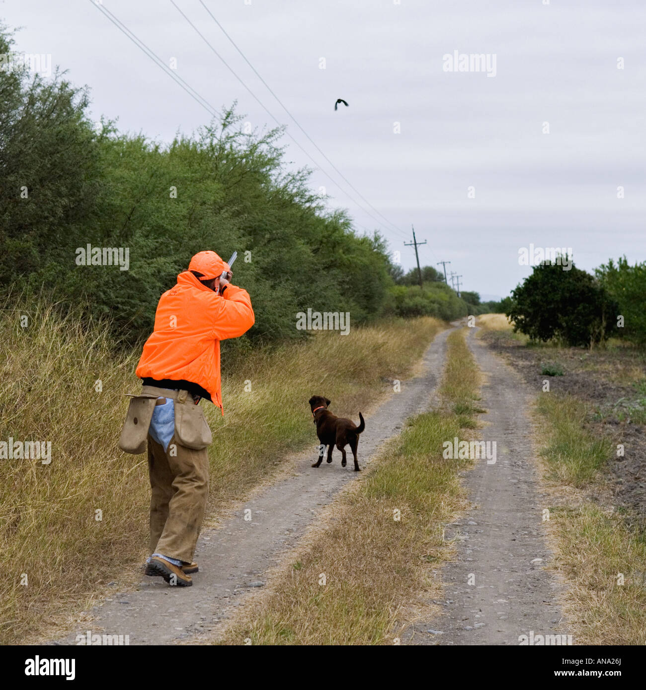 Chasseur d'oiseaux des hautes terres de chasse tir Colins derrière Labrador Retriever Rancho Caracol Mexique Banque D'Images