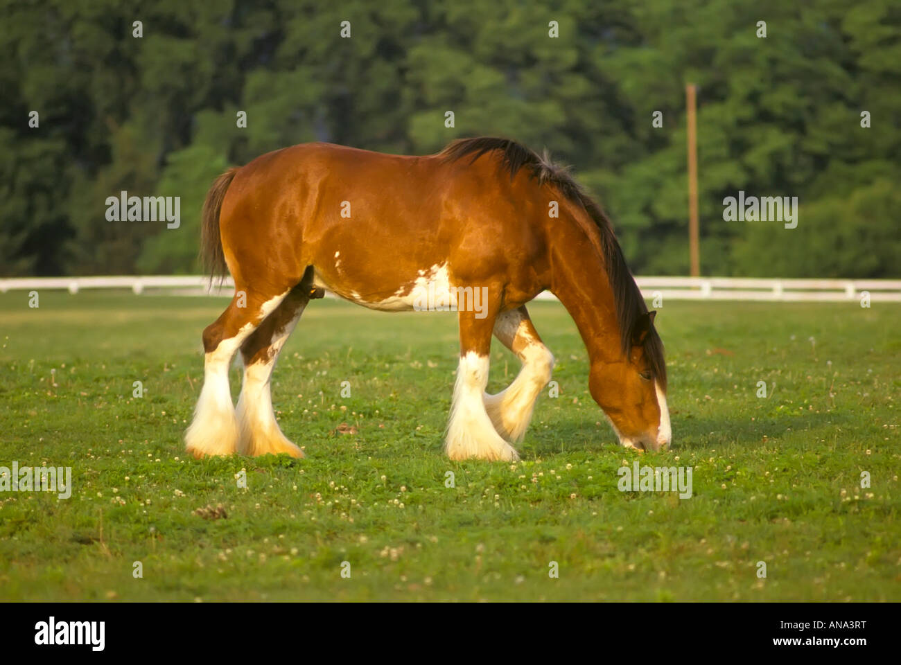Projet de Clydesdale horse au pâturage dans Lexington Kentucky Banque D'Images