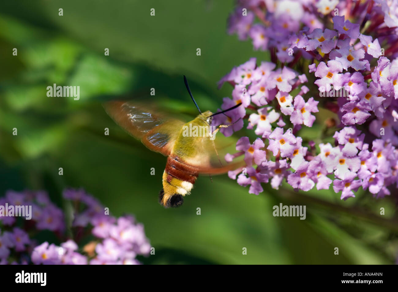 À partir de l'alimentation en mouvement sphynx lila lilas fleur pourpre buddleja plant , blossom bloom blooming fly flying wings Hummingbird h Banque D'Images
