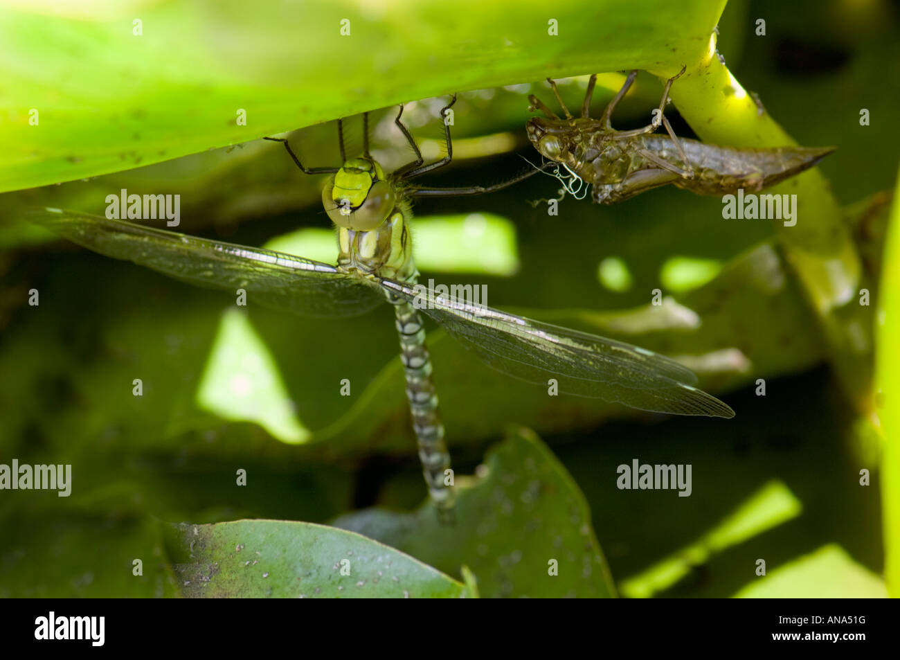 Aeshna cyanea big green blue brown dragon fly libellule libellules sur fond vert qui s'étend peu après l'éclosion des plantes Banque D'Images