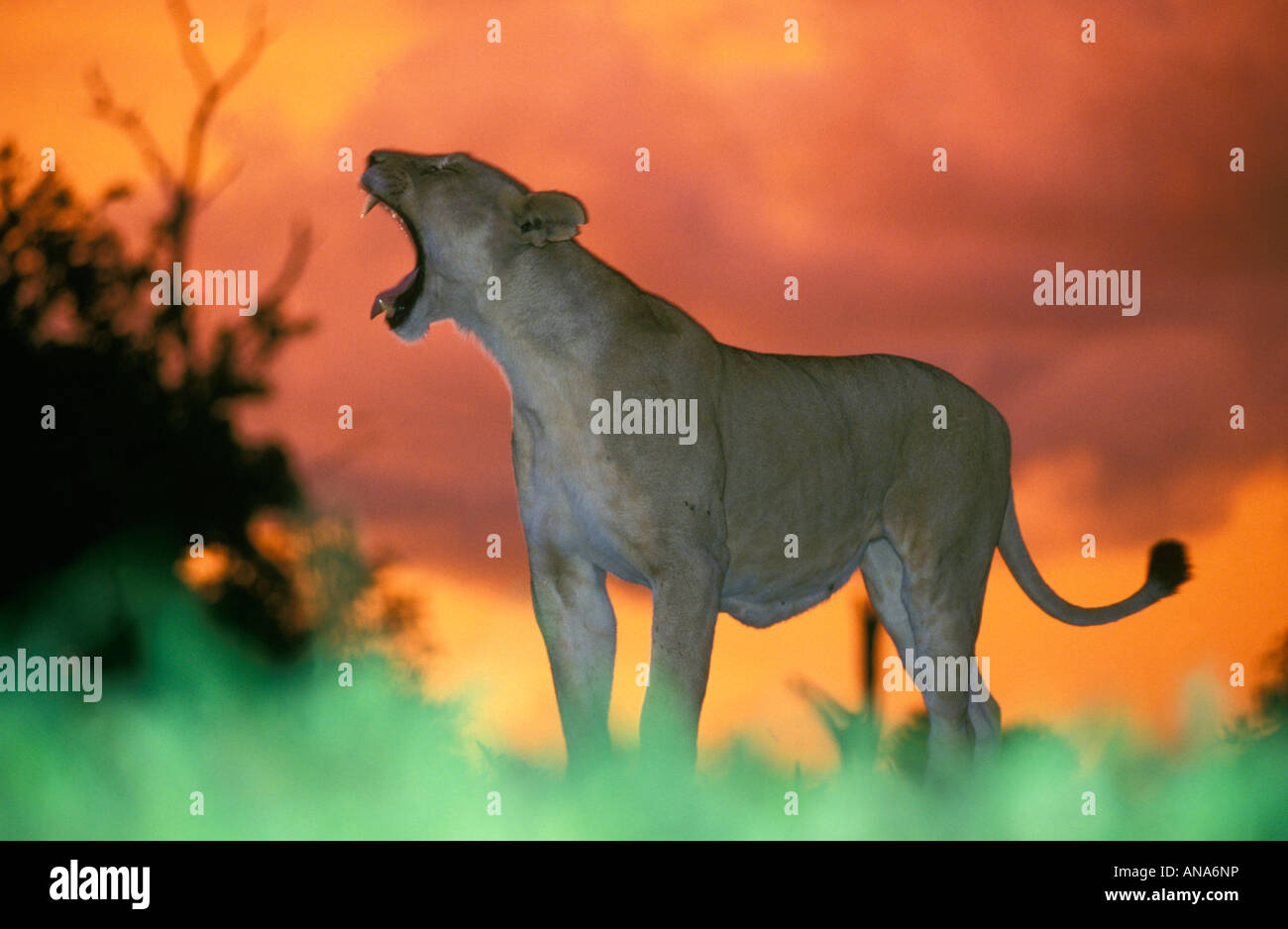 Lioness (Panthera leo) Le bâillement contre un ciel orange et rouge Banque D'Images