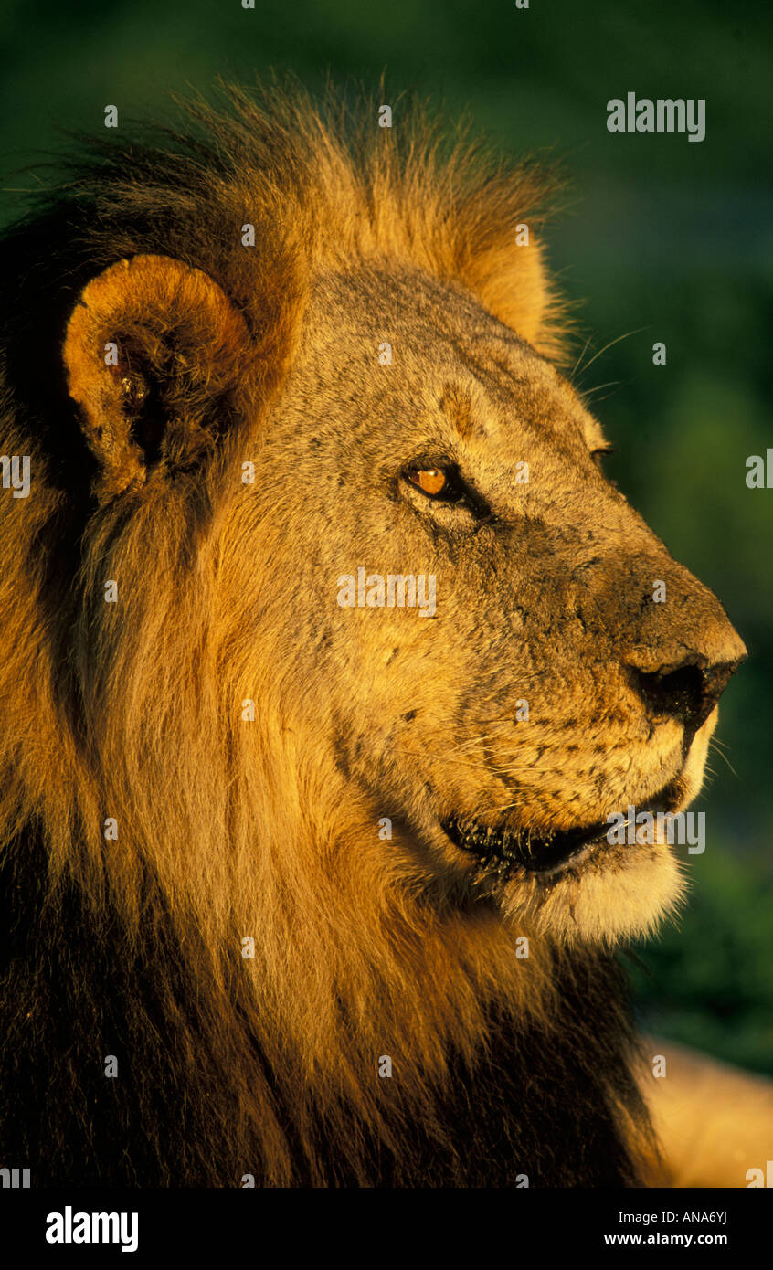 Portrait d'un lion à crinière noire Banque D'Images