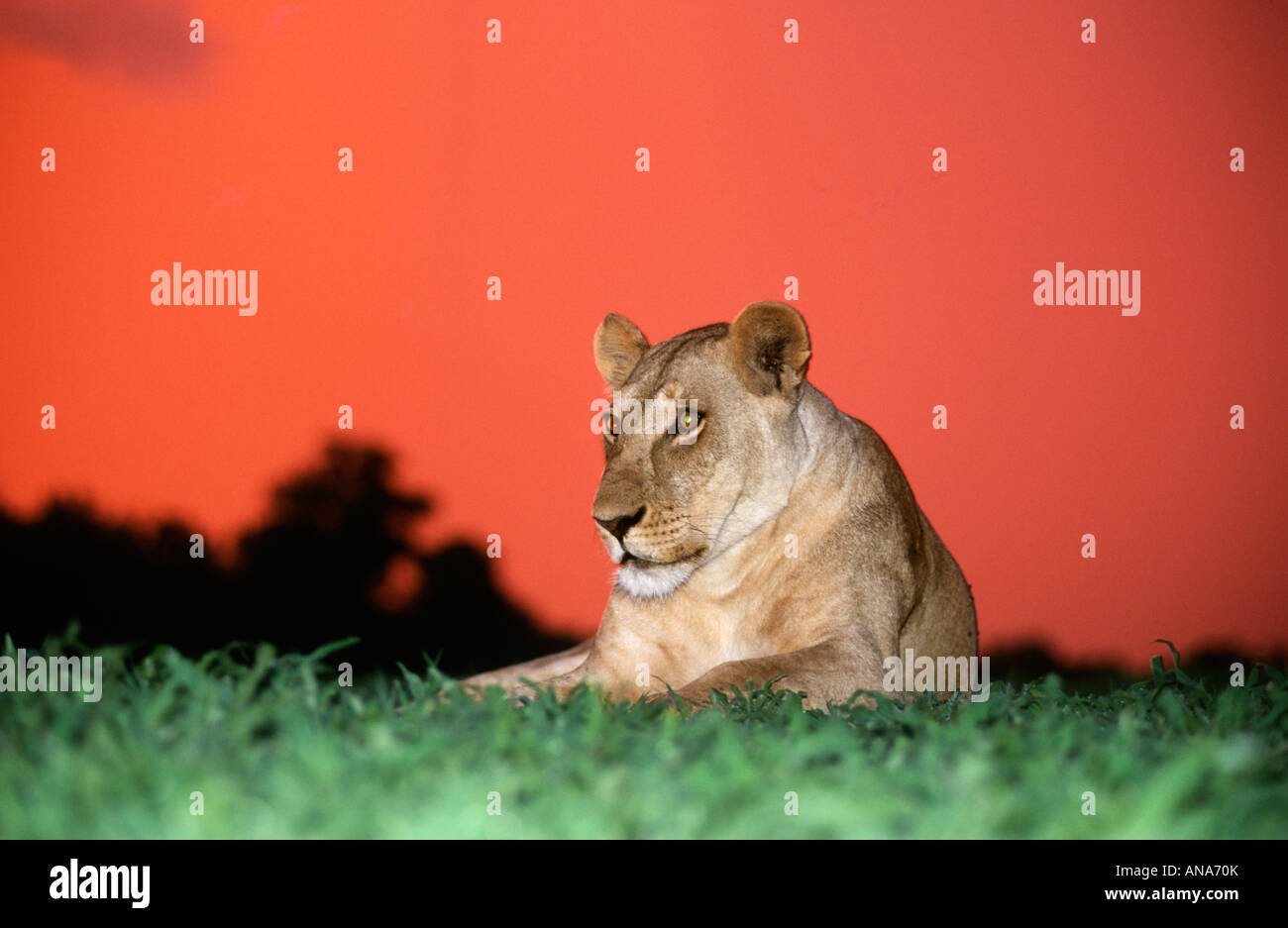Le dirigeant d'une lionne au coucher du soleil contre un ciel rouge-orange Banque D'Images