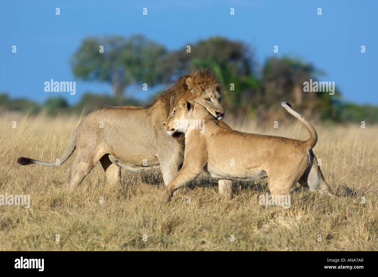 Une femme lion se frotter contre un homme dominant dans un rituel de socialisation quand les lions répondent avec d'autres membres de la fierté Banque D'Images