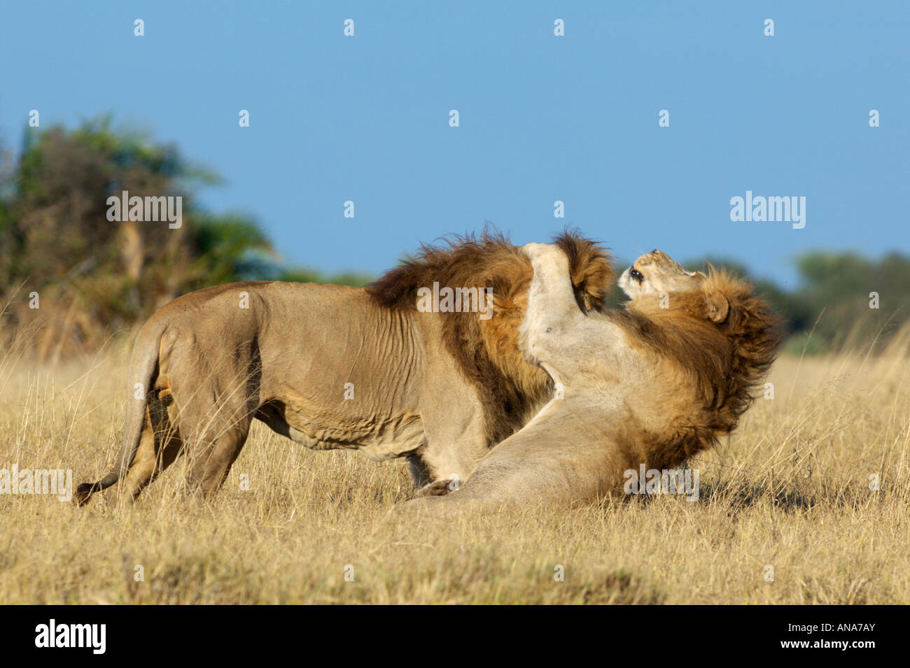 Deux lions mâles jouer-combats Banque D'Images
