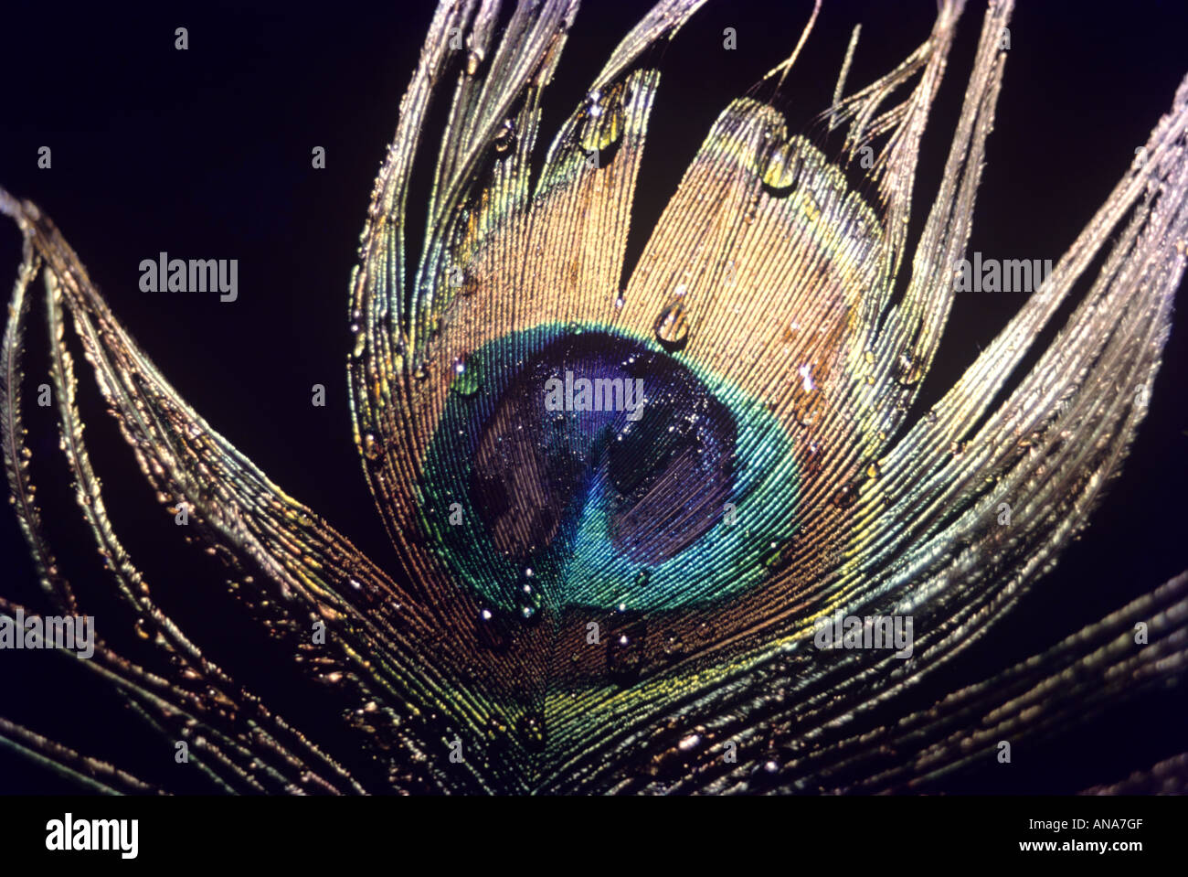 Une plume de paon Banque D'Images