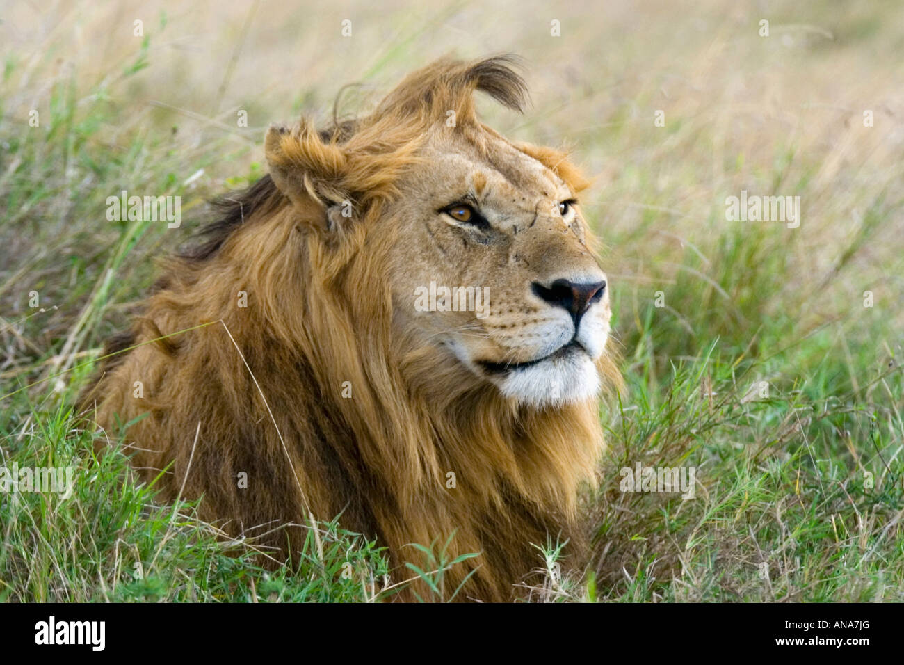 Portrait of a male lion (Panthera leo) Banque D'Images