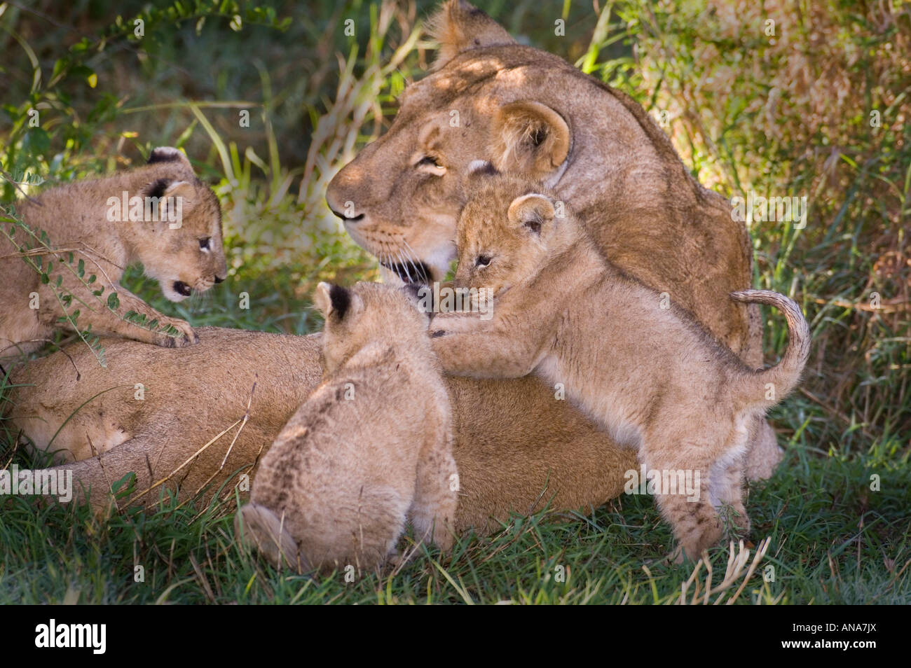 Des lionceaux et lionne avec oursons grimper sur la mère pendant qu'elle se repose à l'ombre Banque D'Images