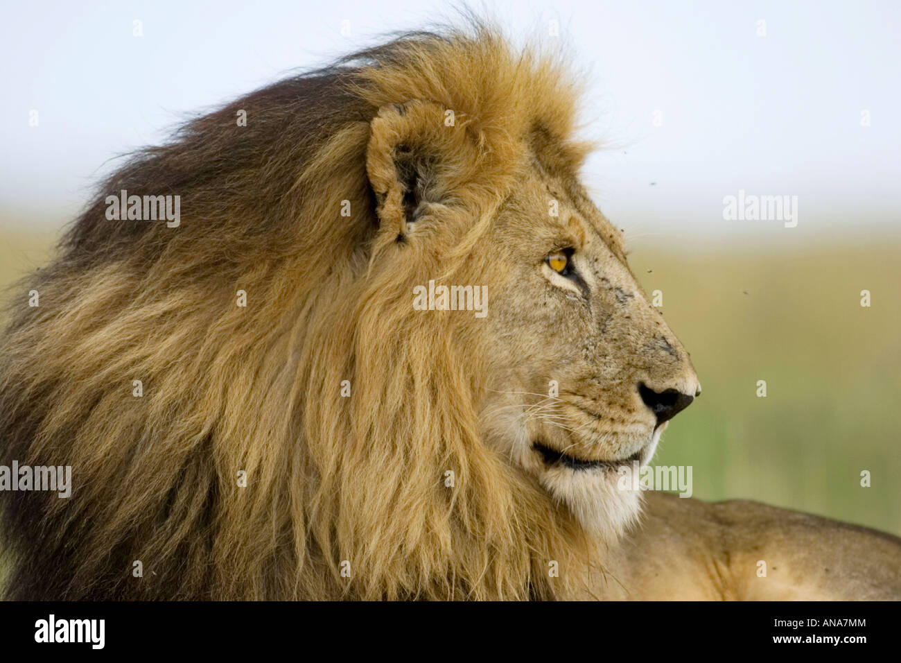 Portrait d'un homme lion Banque D'Images