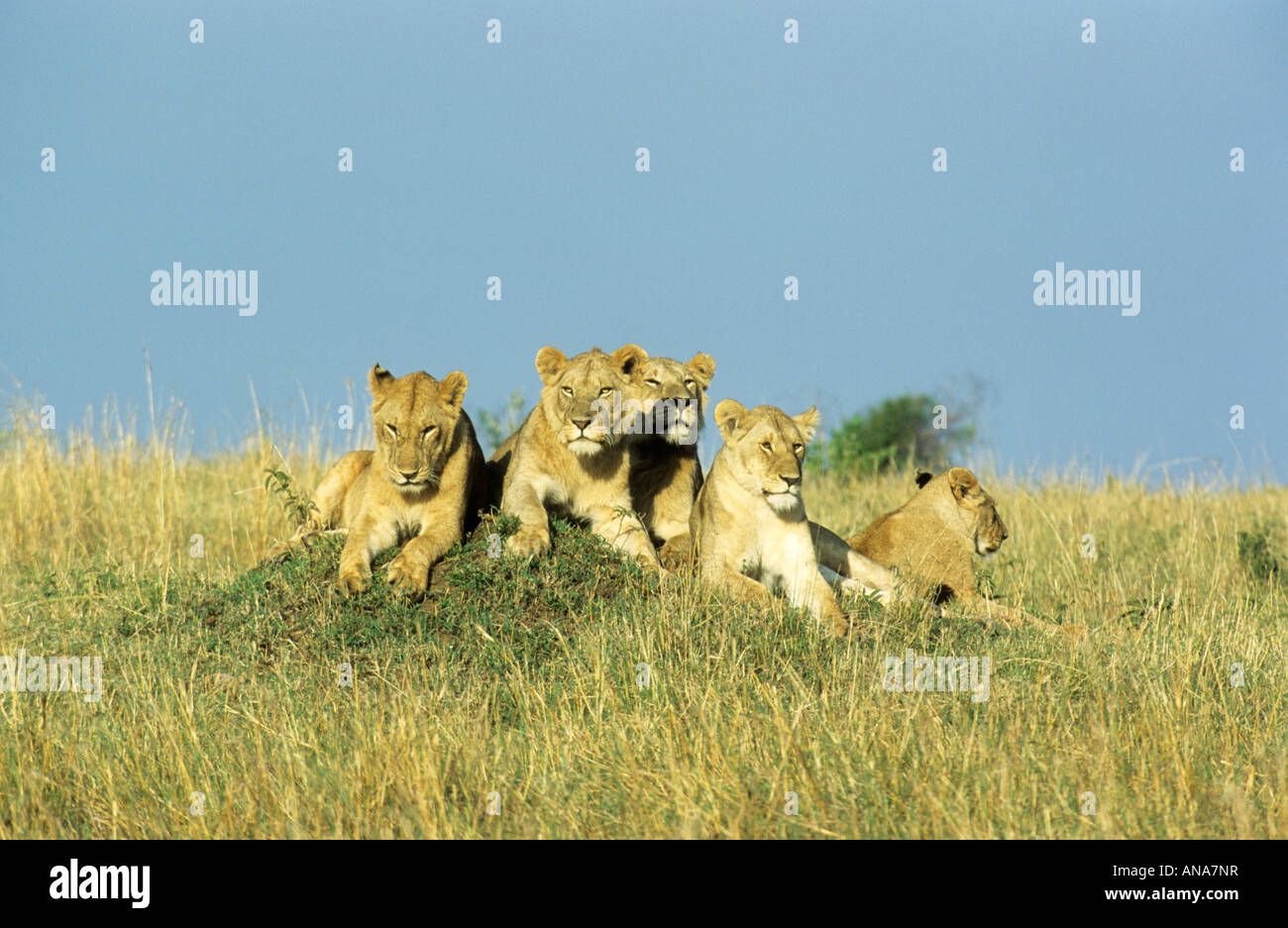 La fierté du lion (Panthera leo) reposant sur termitière Banque D'Images