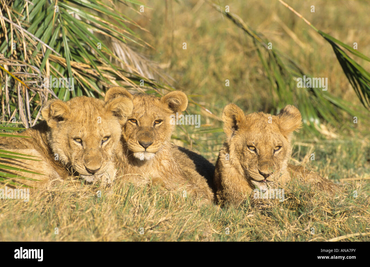 Lion cubs (Panthera leo) Banque D'Images