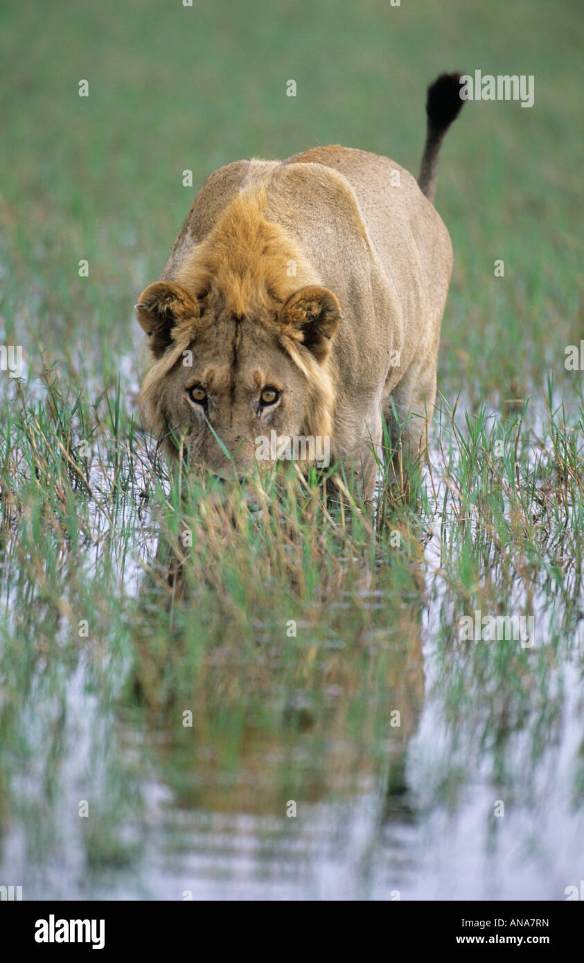 Male lion (Panthera leo) traversée à pied dans l'eau peu profonde à la recherche directement à l'appareil photo Banque D'Images