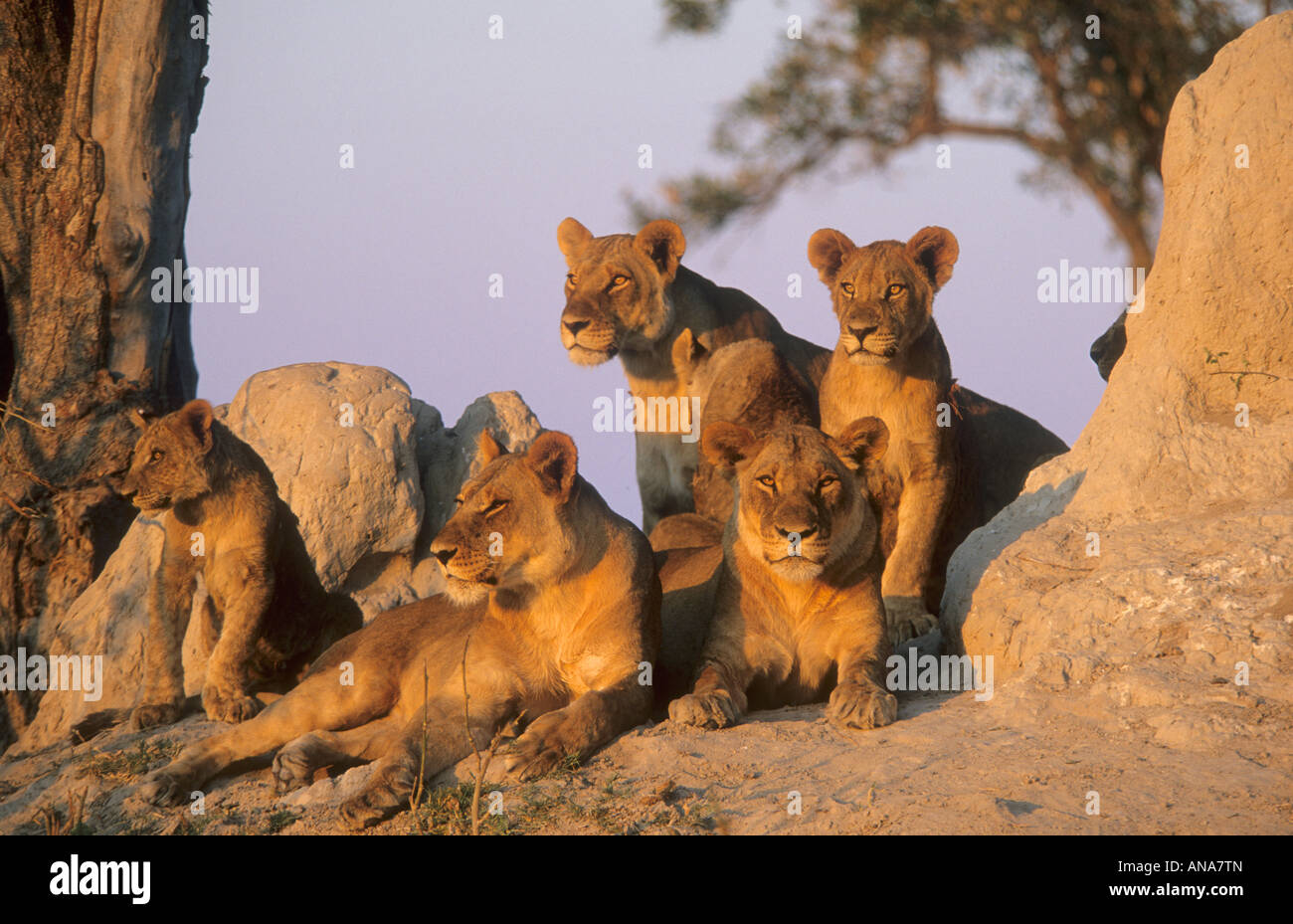 Lion (Panthera leo) de fierté à termitière dans la lumière de l'après-midi chaud Banque D'Images