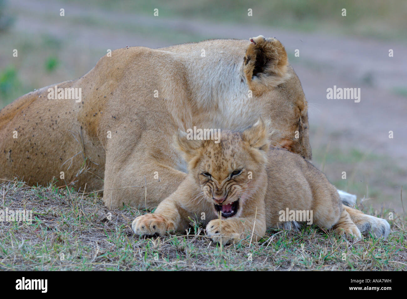 L'interaction avec son petit lion (Panthera leo) Banque D'Images