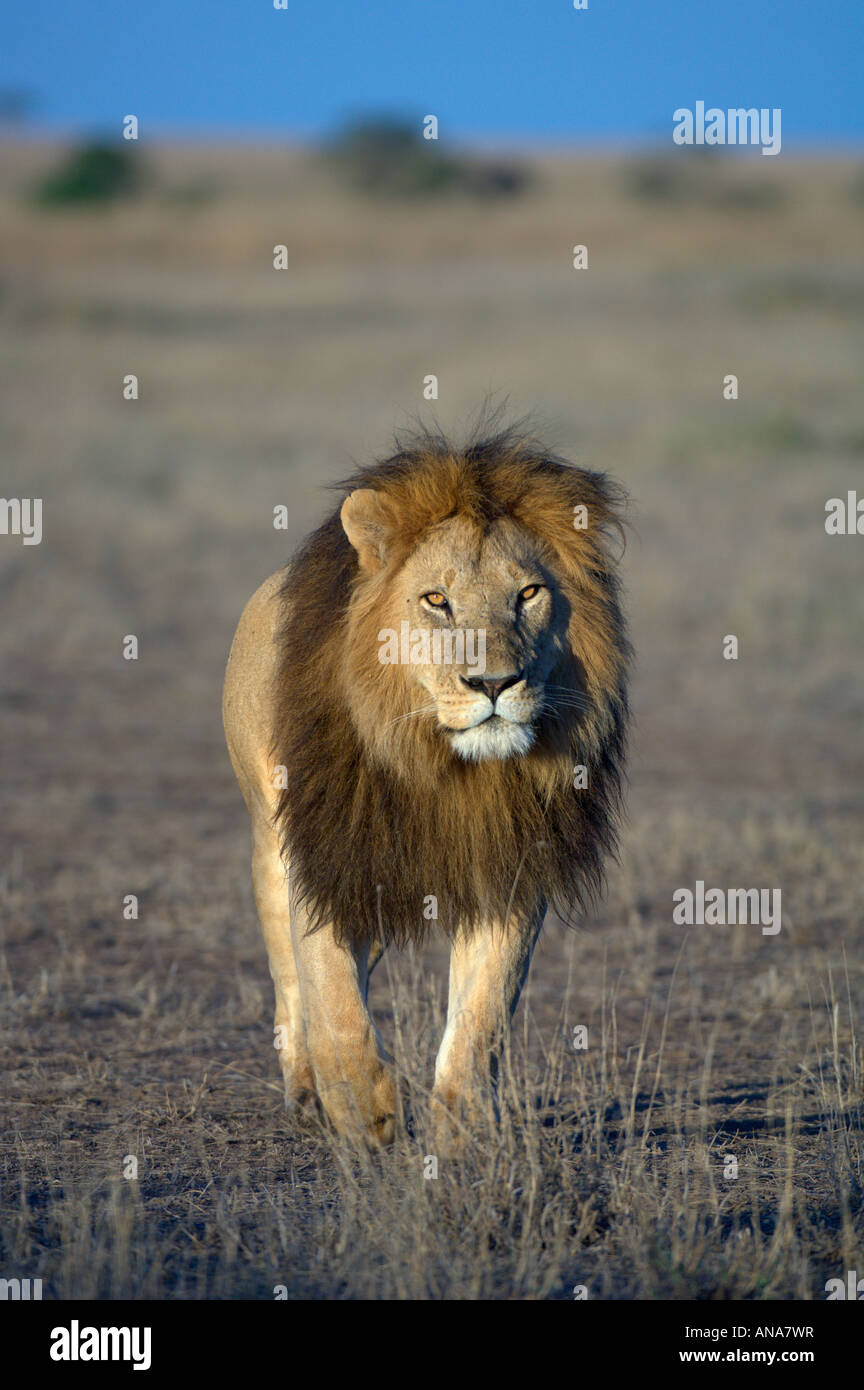 Male lion (Panthera leo) avec beau mane marcher directement vers l'appareil photo Banque D'Images